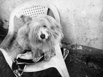 High angle portrait of dog relaxing on floor