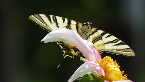Close-up of butterfly on purple flower