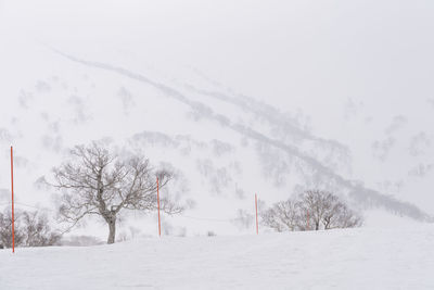 Trees on snow covered field during winter