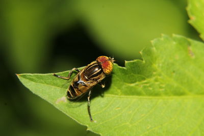 Close-up of insect on leaf