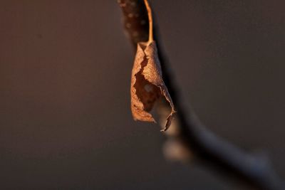 Close up of leaf