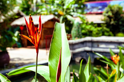 Close-up of flowering plant