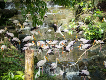 High angle view of birds in lake