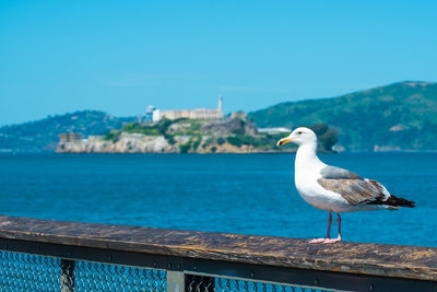 Seagull perching on railing against sea