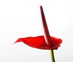 Close-up of red flower over white background