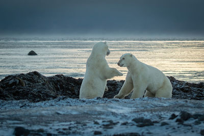 Two backlit polar bears play on shoreline