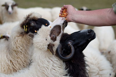 Close-up of hand holding dogs