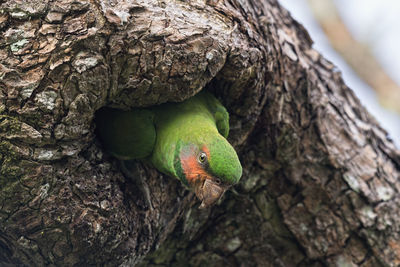 Close-up of parrot on tree trunk