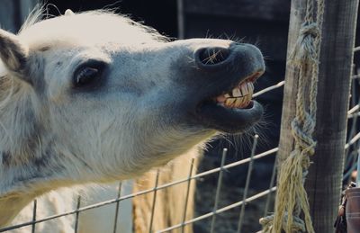 Close-up of a horse