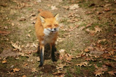 High angle view of fox standing on land