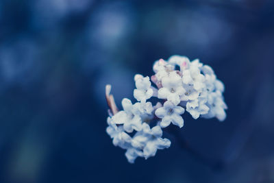 Close-up of fresh white flowers