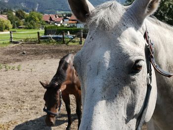 Close-up of horse in ranch