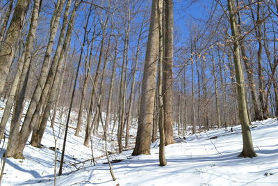 Bare trees on snow covered landscape