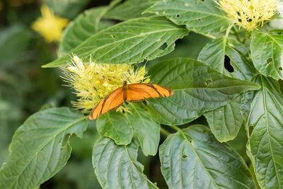 Close-up of yellow butterfly on leaves