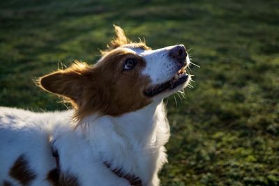 Close-up of dog looking away on field