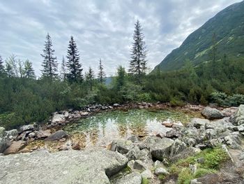 Scenic view of river by trees against sky