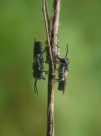Close-up of insect on plant
