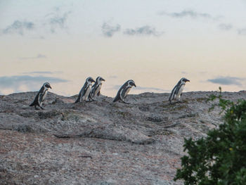 African penguins wandering around in an protected area in cape town.