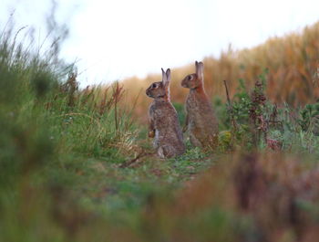 Rabbits sitting amidst plants