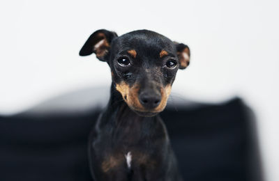 Close-up of dog against white background