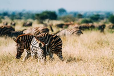 Zebras standing on grass