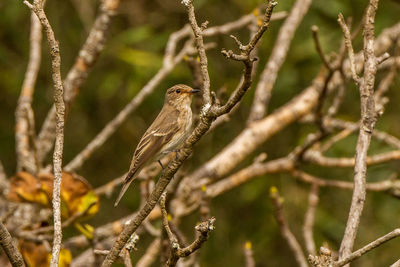 Close-up of bird perching on branch