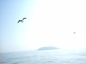 Birds flying over sea