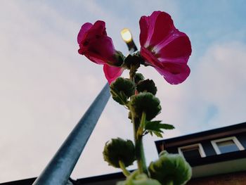 Low angle view of flower against sky