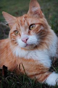 Close-up portrait of a cat