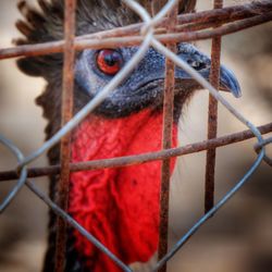 Close-up of parrot in cage