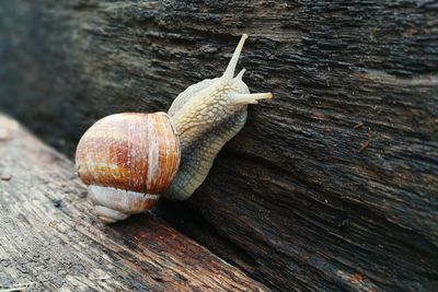 Snail with house