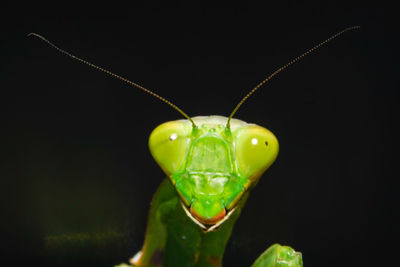 Close-up of green insect over black background