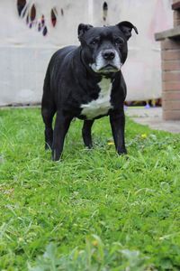 Low angle view of black dog standing on lawn