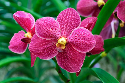 Close-up of pink flowering plant