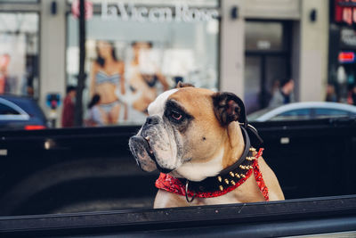 Close-up of dog in car