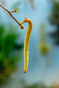 Close-up of plant growing outdoors