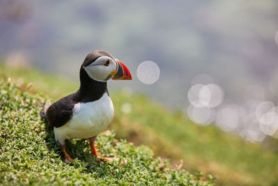 Puffin standing on a rock cliff . fratercula arctica