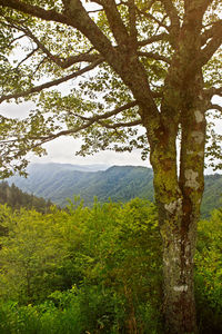 Scenic view of forest