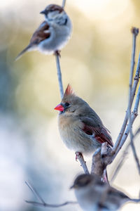 Close-up of bird perching on twig