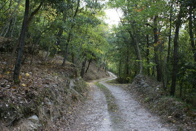 Dirt road amidst trees