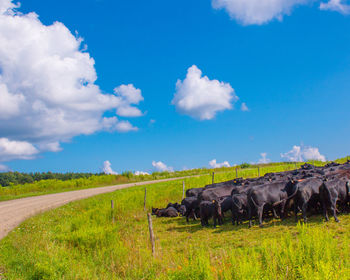 Scenic view of agricultural field against sky