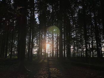 Sunlight streaming through trees in forest