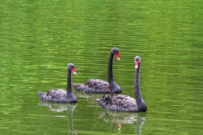 Black swan on lake in pang- oung lake park ,mae hong son province,thailand