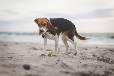 Close-up of dog standing on beach