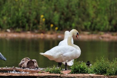 Swans on lake