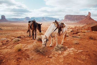 Horses grazing at monument valley against sky