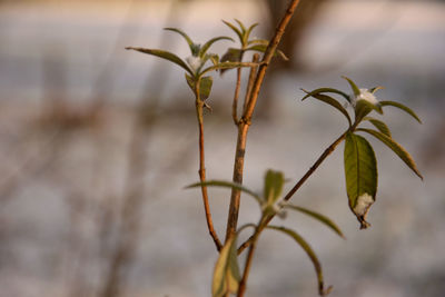 Close-up of wilted plant