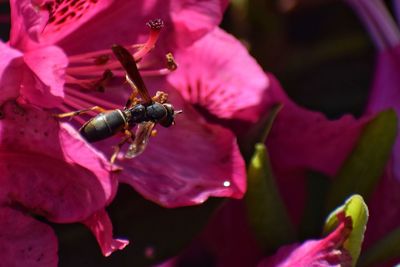 Close-up of bee on pink flower