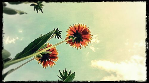 Low angle view of flowers against sky