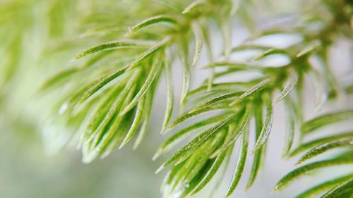 Close-up of green leaves